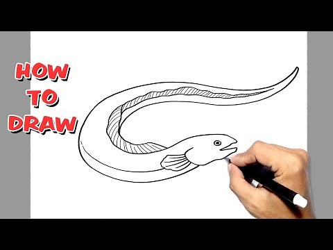 How to Draw Eel || eel fish
