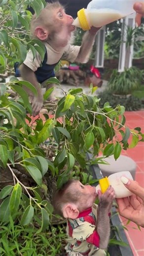 Two cute baby monkeys.❤️