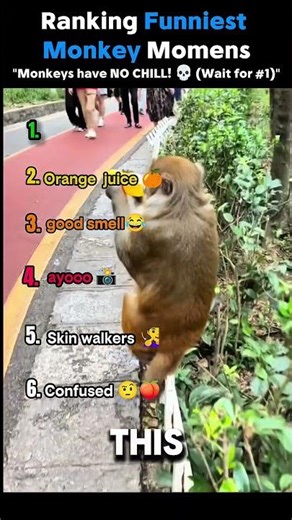 Ranking funniest monkey moments😂 #Shorts #Funny #Monkeys