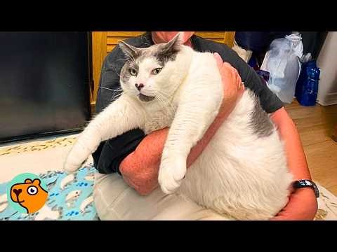 40 lbs Cat Lost Half His Weight, Now He Can Climb Stairs | Cuddle Buddies