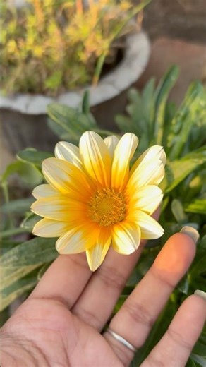 Is This the Gazania rigens Flower?! #flower #garden #plants