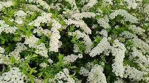 Lush flowering of deciduous shrub Spiraea cinerea Grefsheim. Twigs of beautiful white flowers in the garden. Huge bushes