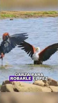 A confrontation between eagles and herons#animals #shorts#Friendship #US#fyp#wildlife