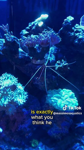 Meet Jacques: The Real-Life Skunk Cleaner Shrimp from Finding Nemo