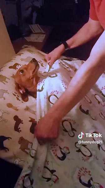 Funny dachshund#dog#funny#funnyanimals#funnypets#animals #pet #longervideos#catsoftiktok #fyp