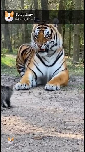 Fearless Cat Scares Away a Huge Tiger! | Unbelievable Real Footage