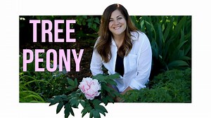 219K views · 8.4K reactions | Every garden could use at least one tree peony!  | Garden Answer | Facebook