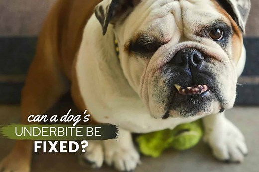 Underbite In Dogs & Puppies: Can It Be Fixed? Correction Cost & Treatment - Canine Bible
