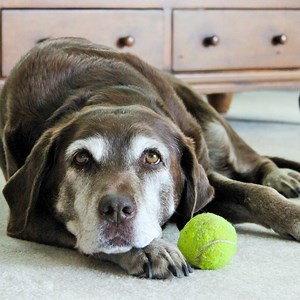 8 Eye Disorders To Watch Out For In Your Dog