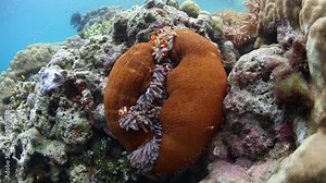 Clownfish, Amphiprion percula, swim among the tentacles of their host anemone in the Solomon Islands. This beautiful country is home to spectacular marine biodiversity and many historic WWII sites.