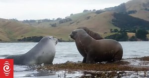 Watch: Sea lions - The return of a native taonga?