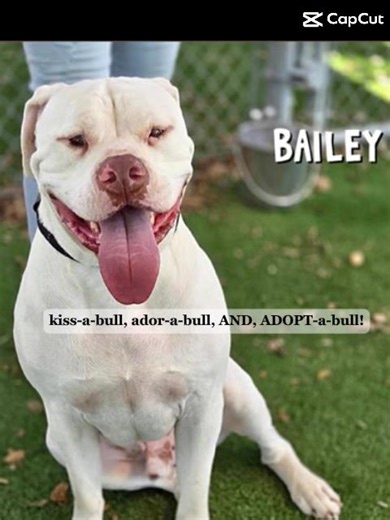 October is National Pit Bull Awareness Month and our shelter is home to several sweet Pitties waiting for their chance at a forever family. They’re playful, loyal, and full of love — all they need is YOU! Stop by, meet a few, and help us spread the word that Pit Bulls are love-a-bull, kiss-a-bull, ador-a-bull, AND, ADOPT-a-bull! | Lee County Domestic Animal Services