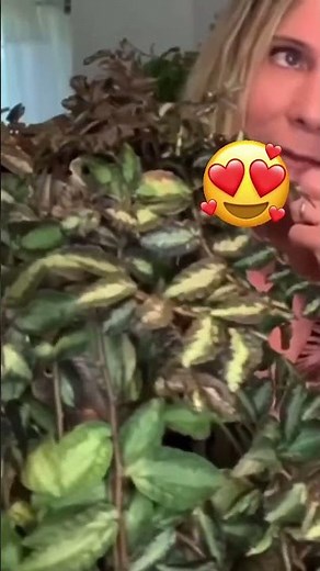 Discover indoor plant magic #planterina #pellioniarepens #plants