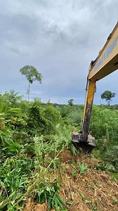 Pembersihan belukar bambu | Baskoro Doewank
