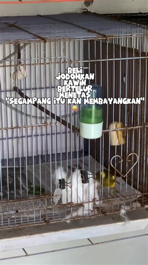 Segampang itu kah teori ternak kenari bolo#CapCut #kenarimaniaindonesia #kenarinusantara #ternakkenari #ternakkenaripemula