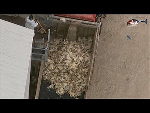 Video: Crews dispose of dead chickens