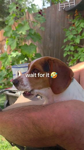 This is the most accurate thing I've ever heard 😂 the beagle bark