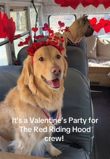 It’s the first of many Valentine’s parties on the Dog bus! Today was the Red Riding Hood crew’s turn! Some kept their party hats on longer than others. #valentinesday #dogsoftiktok #dogbus #funnydogsoftiktok