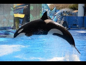 One Ocean (Full Show, with Tilikum) SeaWorld Orlando