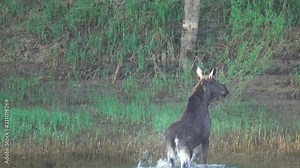 Female moose swims along the river and goes ashore