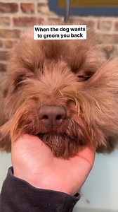 Doggy Daily Episode 416: Hattie the Cockapoo 🐾 #doggrooming #grooming #cutedog #cockapoo #poodle #cockerspaniel #spaniel | Doggy Styling