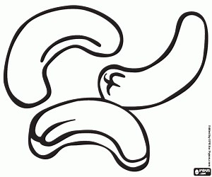 The cashew nuts, the seeds coloring page printable game