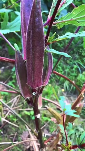 Top 10 Facts (@top10facts00)’s videos with original sound - Top 10 Facts