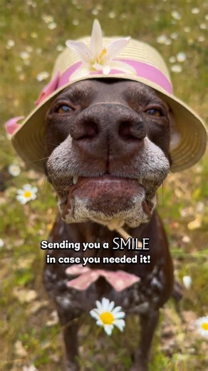 Riley and Nova on Instagram: "A SMILE for you!🥰💕🐶 Hi! My name is Nova!🥰 I’m a German Shorthaired Pointer with big feelings, long legs, and a talent for popping into lives at just the right moment. I believe in warm mornings, deep breaths, and the quiet magic of being seen. I don’t know what kind of day you’re having…but I do know this…I’m sending you a smile, just in case you needed it. No fixing. No pressure. Just a soft reminder that you matter, you’re doing your best, and you’re not alone