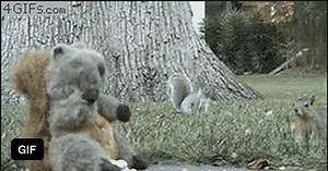 There are two types of squirrels...