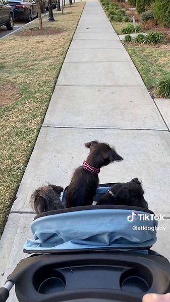 Fun fact: when some female dogs are in heat they will do anything to get pregnant, including laying down to let a tiny dog knock her up 👀 Oh, and don’t get me started on our senior furry friends 😩 #puppies #viral #viralvideo #popular #fosterpuppies #rescuepuppies