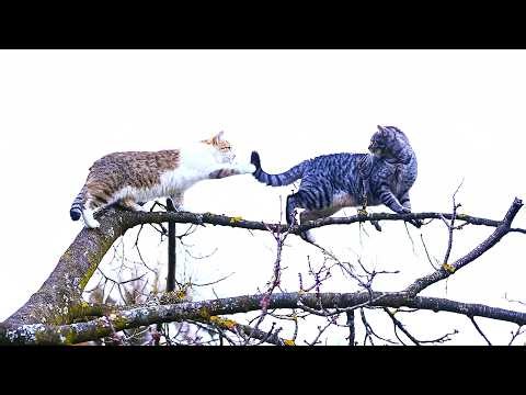 Just Cats Being Cats 😹 (No AI, No Music)