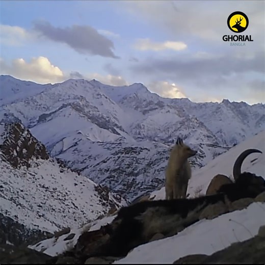 2.6K views · 87 reactions | ঝাঁকড়া লেজের চতুর শিকারি! / Bushy-tailed...