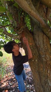 Catching wild civets in jackfruit trees 👆 | Ardyperkututmania