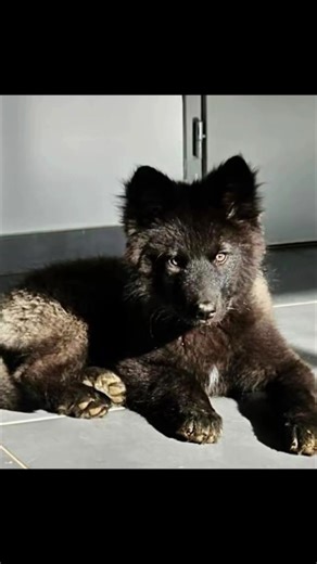 Parfois, un regard suffit pour comprendre. Les prochaines naissances approchent. Elles sont le résultat de plus de 15 années d’expérience et d’un travail d’élevage rigoureux, fondé sur des mariages réfléchis et une vision à long terme. Chaque chiot bénéficie d’un suivi sérieux, avant et après l’adoption, afin de construire une relation stable, équilibrée et durable. Adopter un Chien-Loup au Domaine Laska Divoka, c’est choisir un accompagnement réel et l’opportunité d’écrire une histoire solide e