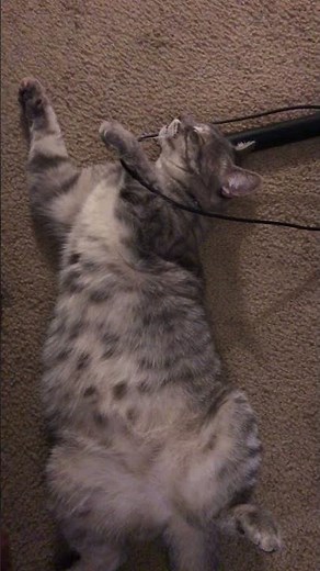 Weird Sleeping Position #kitty #catnap #cat