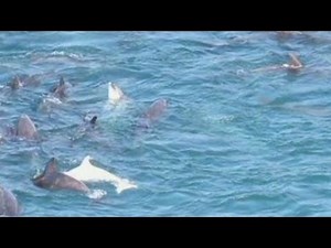 Film exposes dolphin hunt in Japan