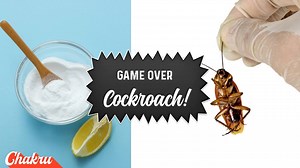 10 Simple ways to get rid of cockroaches in your home | Chakru