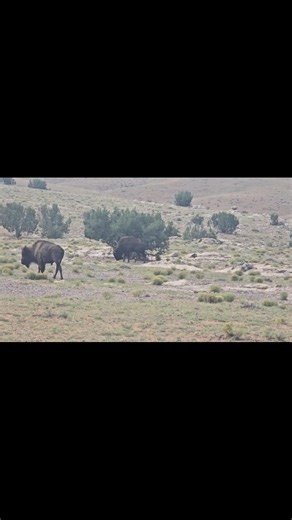 We couldn’t ask for a better outcome then this! Great shot by our hunter 👏🏼👏🏼 | Blue Rooster Hunting Ranch