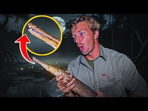 Living Fossils with Razor Sharp Teeth (Florida Gar)