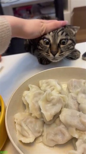 Detective Cat fails a trick - Funny Show 😵 What?!
