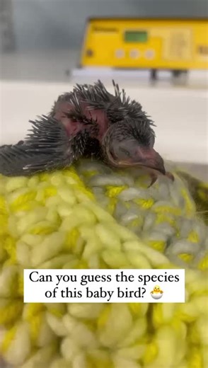 1.1K views · 75 reactions | Chimney swifts are found across the...