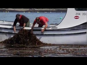 Seaweeds - A part of everyday life