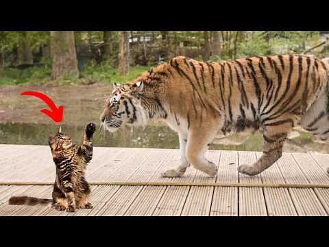 Incredible Cats vs Wild Animals Caught On Camera!