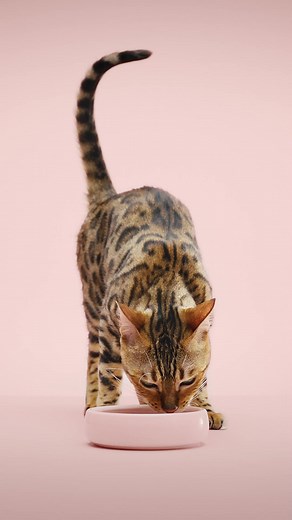 PrimaCat-kissanruoka antaa ravitsevan pohjan kissasi jokapäiväiselle ruokavaliolle. 🐈 | PrimaCat Suomi