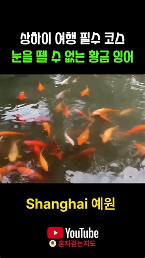 상하이 여행 필수 코스 눈을 뗄 수 없는 황금 잉어 #상하이 #예원 #감성여행 #나홀로여행 #혼자걷는지도