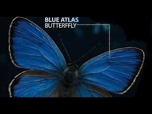 The Butterfly with the Weirdest Genetics On Earth! #news #animals