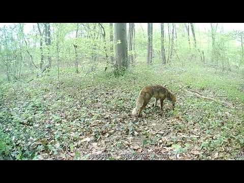 Sangliers laie marcassins Accouplemnent r Renard Wild boar wild boar Mating r Fox