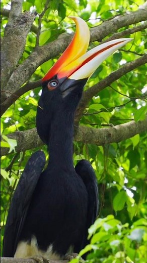 Rhinoceros with Wings? Meet the Rhinoceros Hornbill 🦏 🪽