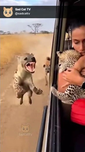 Baby Leopard Jumps Into Woman’s Arms as Hyenas Chase Alongside Vehicle 😱🐆