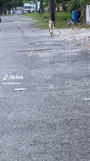 Watch ballz a swing swing 🤣🤣 🤣#animallover #jamaicatiktok #goat#fyp